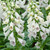 Digitalis purpurea White (Snow Thimble)