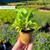 Digitalis purpurea White (Snow Thimble)