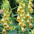 Digitalis Ambigua Yellow