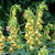Digitalis Ambigua Yellow