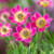 Anemone multifida 'Rubra'