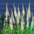 Veronicastrum virginicum Album