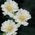 Scabiosa Perfecta White 7cm
