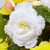 Begonia Fancy Frills White 3/4cm