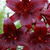 Lily Night Flyer