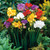 Freesia Single/Double Mixed 7cm+