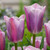Tulip Mistress Mystic