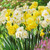 Narcissus Cheerfulness Mix