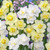 Narcissus Cheerfulness Mix