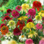Echinacea Double Flowering Mixed