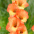 Gladioli June