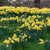 Narcissus obvallaris