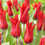 Tulip Isaak Chic