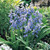 Scilla hispanica Blue