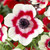 Anemone Bi-colour 4-5cm