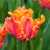 Tulip 'Amazing Parrot'