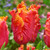 Tulip 'Amazing Parrot'