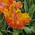 Tulip 'Amazing Parrot'