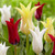 Tulip Florijin Chic