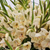 Gladioli nanus Halley