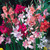 Dwarf Gladioli Nanus Mix 7/8cm