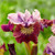 Iris sibirica 'Miss Apple'