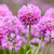 Primula Denticulata Pink