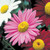 Pyrethrum Pink (Tancetum)