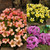 Saxifraga Mixed
