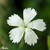 Dianthus deltoides 'Confetti White'