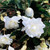 Begonia Giant Cascading White 3/4cm Tubers