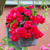 Begonia Giant Cascading Pink 3/4cm