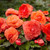 Begonia Mighty Mini Superba Orange