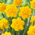 Narcissus Heamoor 12/14cm