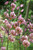 Lilium Martagon Purple Morning