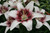 Lilium Tribal Kiss