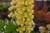 Lupin Noble The Chandelier (Yellow)