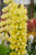 Lupin Noble The Chandelier (Yellow)
