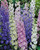 Delphiniums Mixed 7cm