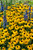 Rudbeckia Goldsturm 7cm