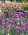 Verbena bonariensis