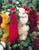 Alcea rosea 'Chater's Double' Mix