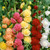 Alcea rosea 'Chater's Double' Mix
