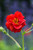 Geum Mrs Bradshaw (7cm Modules)