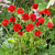 Geum Mrs Bradshaw (7cm Modules)
