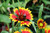 Gaillardia x grandiflora 'Kobold'