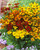 Helenium Mixed 7cm