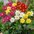 Dahlia Mignon Mix