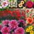 Dahlia Mignon Mix