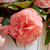 Begonia Pendula Splendide Flamenca